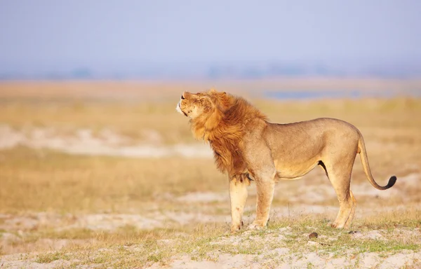 Lion (panthera leo) in savanna — Stock Photo, Image
