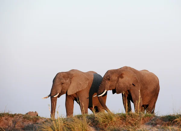 Stor besättning av afrikanska elefanter — Stockfoto