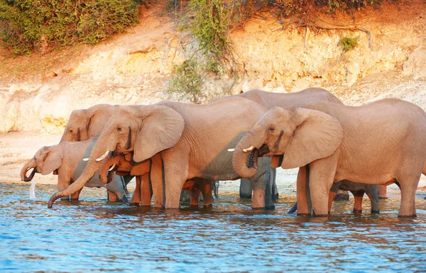 아프리카 코끼리의 큰 무리 스톡 사진