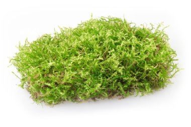 Green moss clipart