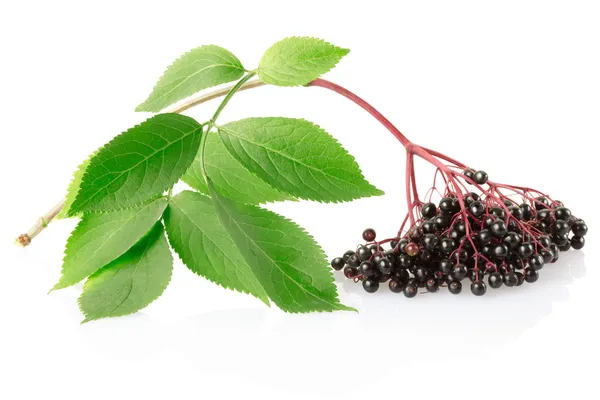 Elderberry с листьями — стоковое фото