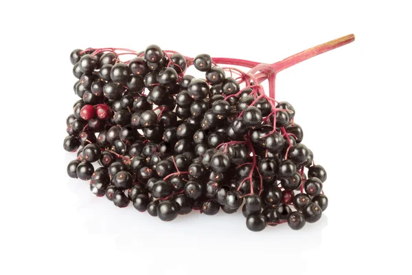 Elderberry, sambucus — Φωτογραφία Αρχείου
