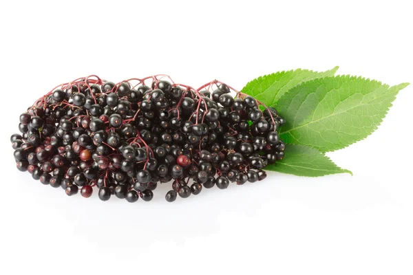 Elderberry, sambucus nigra — Stock Photo, Image