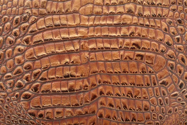 Crocodile fond en cuir — Photo
