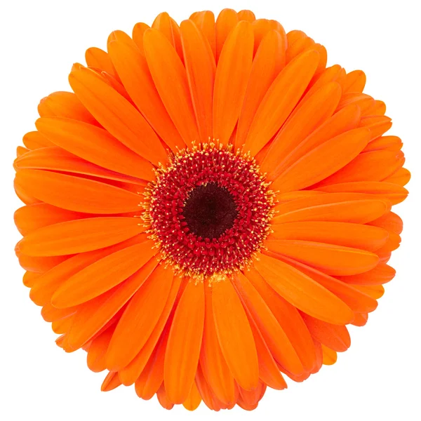 Pomarańczowy kwiat na białym tle — Zdjęcie stockowe