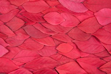 Background of Red Leaves clipart