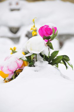 Fiori nella neve