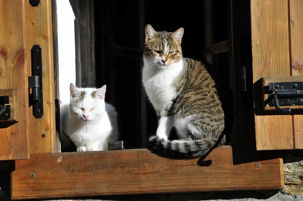 stock image Gatti alla finestra