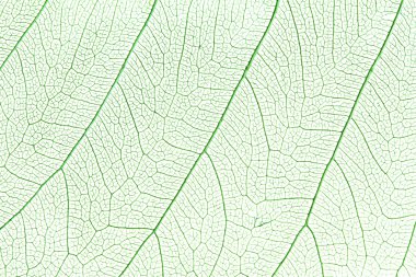 Green skeleton leaf clipart