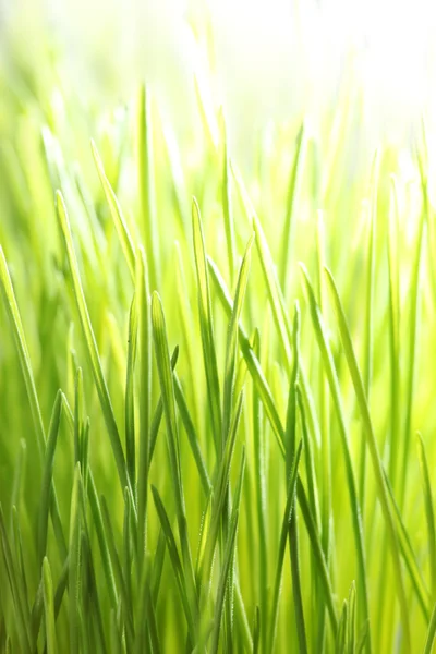 Lysegrønt gress – stockfoto
