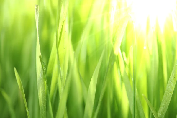 Bright green grass — Stock Photo, Image