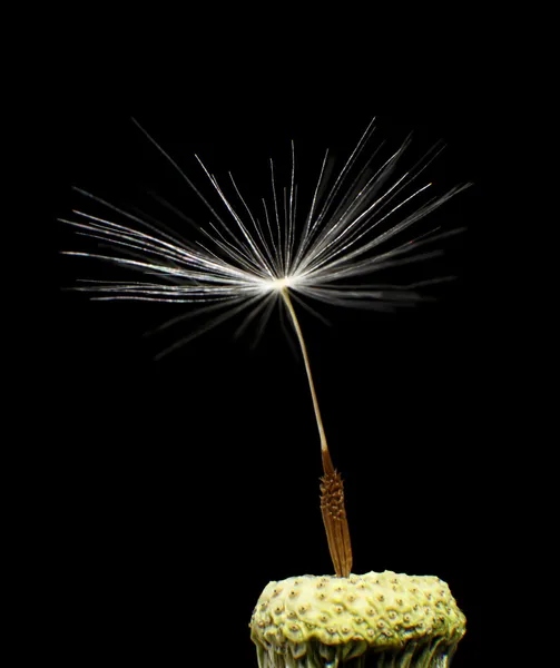 Dandelion with one seed left — Stockfoto