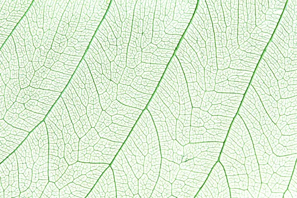 Folha de esqueleto verde — Fotografia de Stock