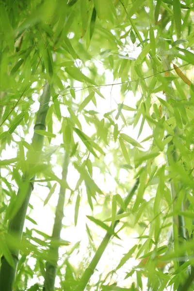 Bambù — Foto Stock