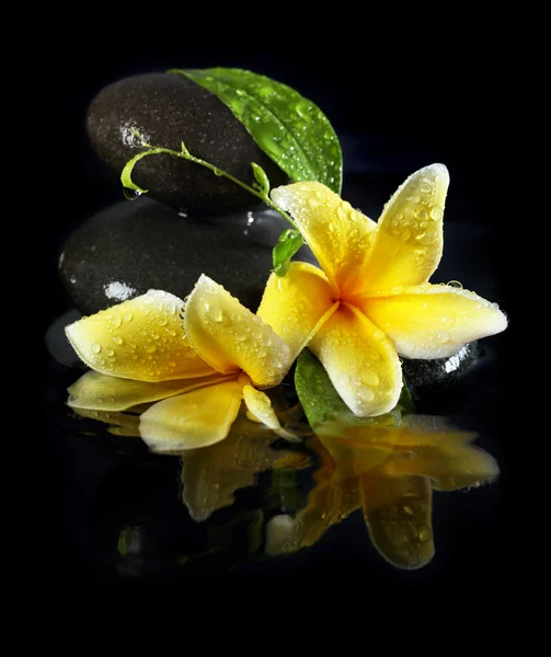 Virágok és a víz kő — Stock Fotó