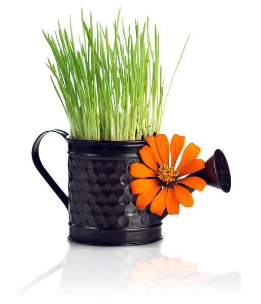 Watering can with grass & flower — Stok fotoğraf