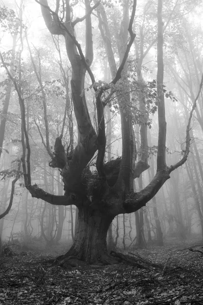 Mglisty las — Zdjęcie stockowe