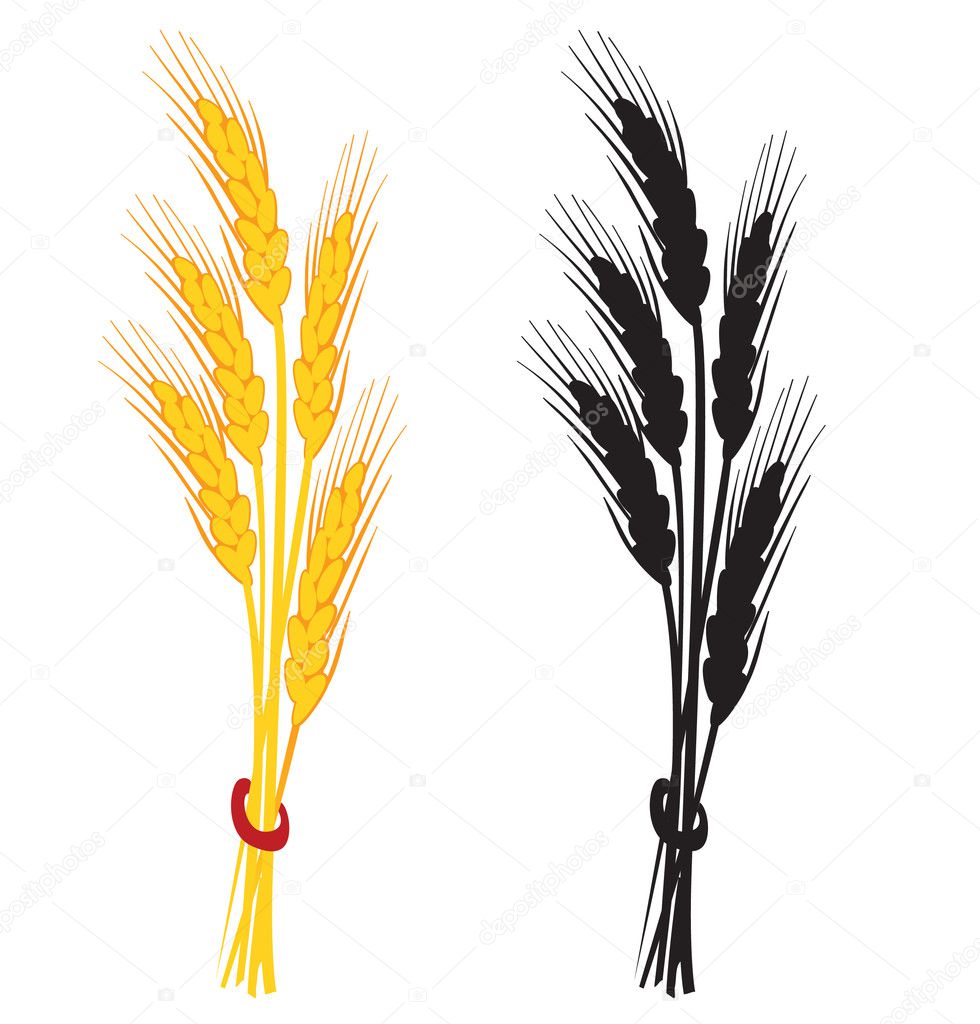Wheat ear vector illustration.