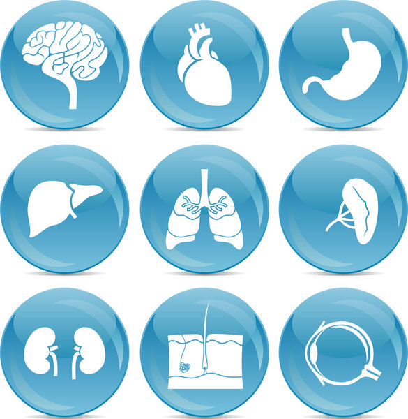 Анатомия синих шариков
