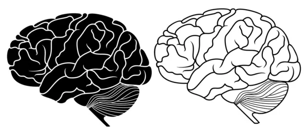 Людський мозок — стоковий вектор