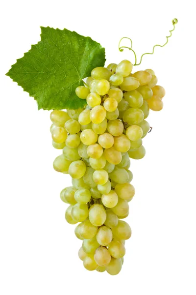 Grape. Stock Picture