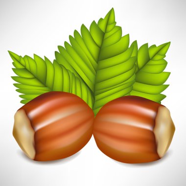 two hazelnuts in shell arrangement clipart