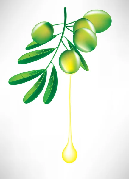 油滴とオリーブの枝 — ストックベクタ