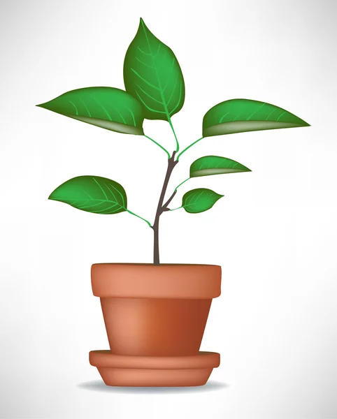 Planta crescente em vaso — Vetor de Stock