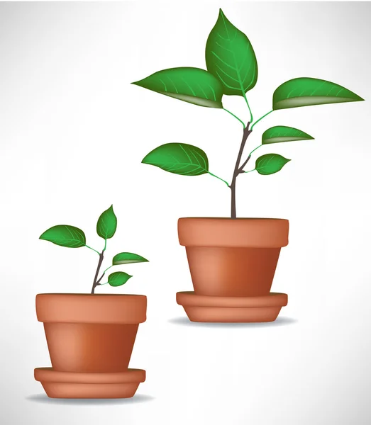 식물 성장 — 스톡 벡터