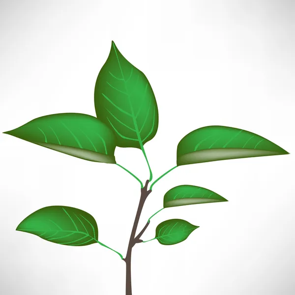 Изолированное растение — стоковый вектор