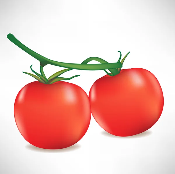 Branch of two tomatoes — Stock Vector