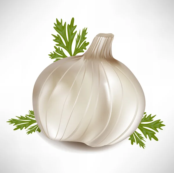 Garlic with green parsley leaves — Stock Vector