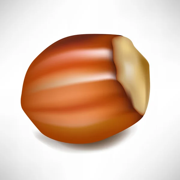 壳中的榛子 — 图库矢量图片