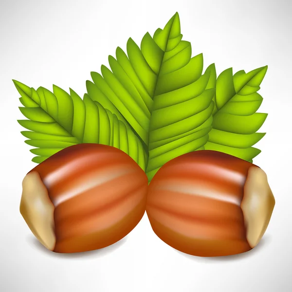 Two hazelnuts in shell arrangement — Stock Vector