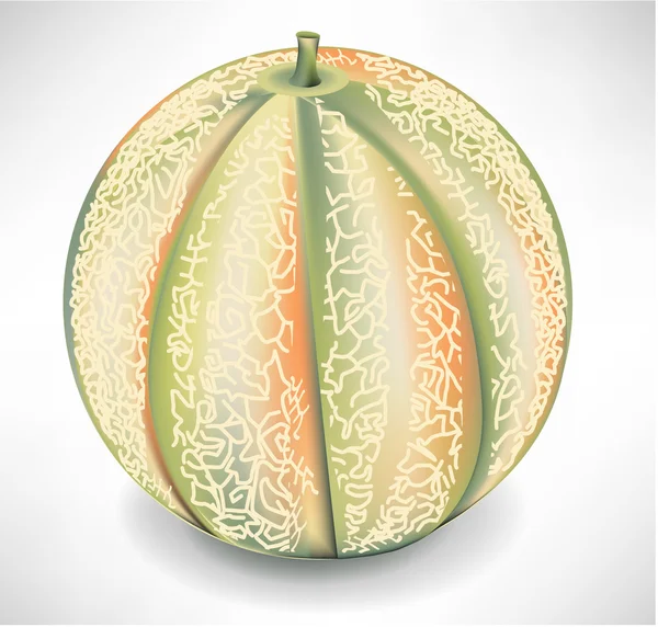 Whole yellow melon — Stock Vector