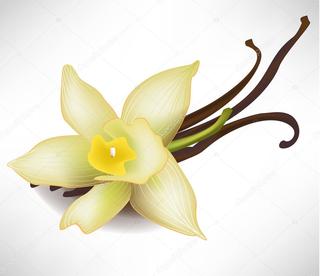 realistic vanilla flower and sticks