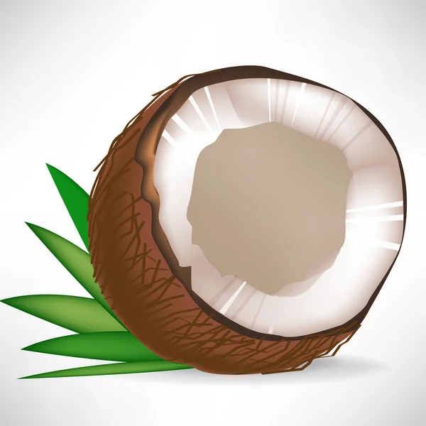 Single broken coconut with leaves isolated — Stock Vector