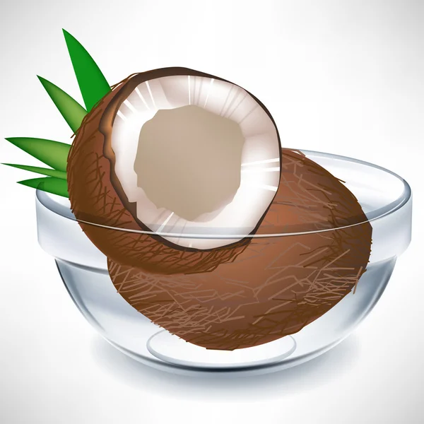 Kaputte Kokosnuss und ganze Kokosnuss in transparenter Schüssel — Stockvektor