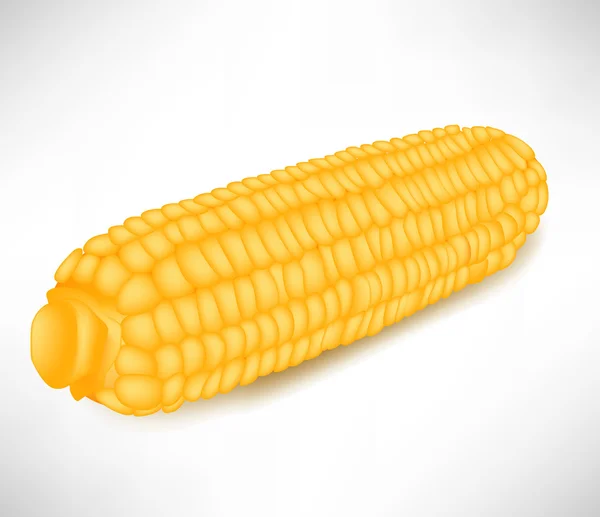Mazorca de maíz aislada — Archivo Imágenes Vectoriales