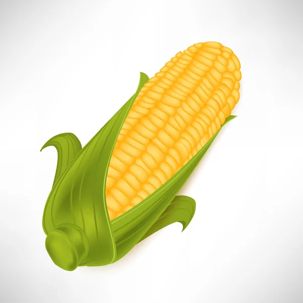 Mazorca de maíz sola en hojas aisladas — Vector de stock