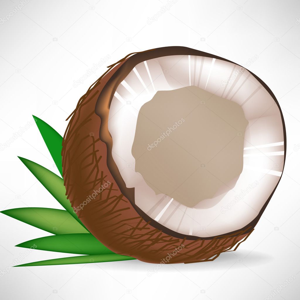 Single broken coconut with leaves isolated — Stock Vector © corneliap ...