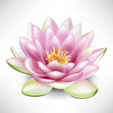 Single blossoming lotus flower clipart