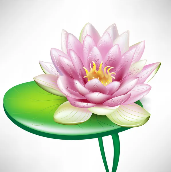 Enda lotusblommor på blad — Stock vektor
