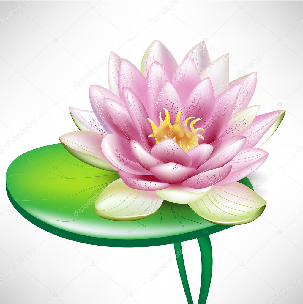 Single lotus flowers on leaf