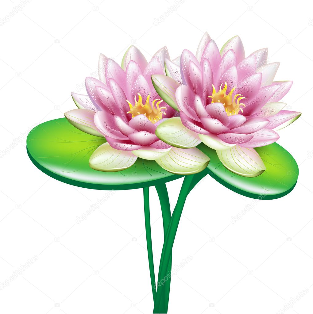 Two open lotus flowers in bouquet