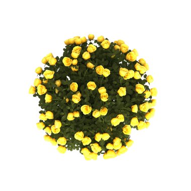 Planet-like bush of yellow roses clipart