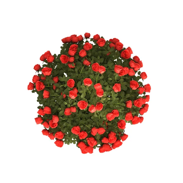 stock image Planet-like bush of red roses