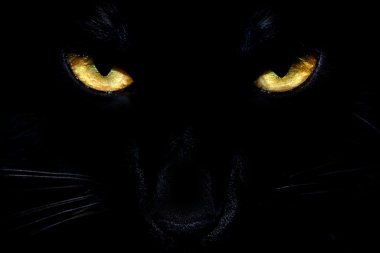 Kara kedi gözleri