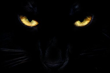 Картина, постер, плакат, фотообои "черные кошачьи глаза
", артикул 6856124