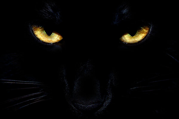 черные кошачьи глаза
